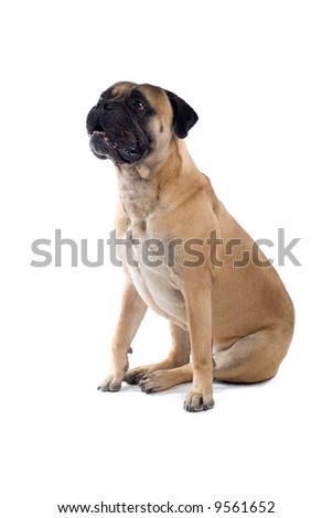 bull mastiff dog isolated on a white background Royalty-Free Stock Photo #9561652