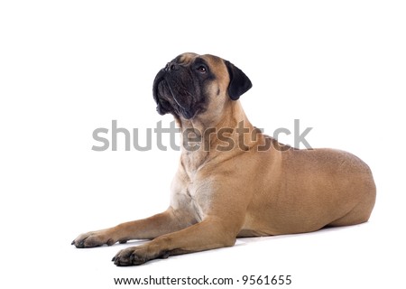 bull mastiff dog isolated on a white background Royalty-Free Stock Photo #9561655