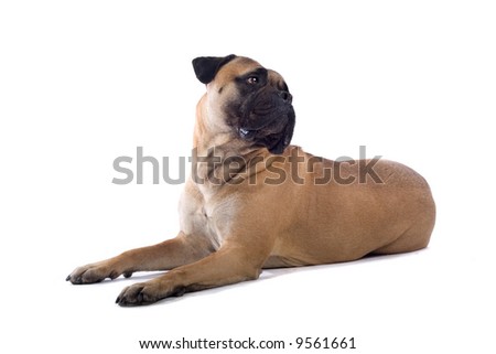 bull mastiff dog isolated on a white background Royalty-Free Stock Photo #9561661