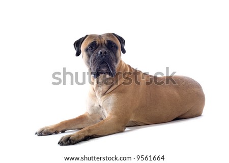 bull mastiff dog isolated on a white background Royalty-Free Stock Photo #9561664