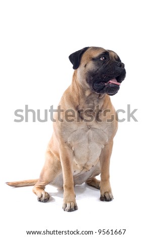 bull mastiff dog isolated on a white background Royalty-Free Stock Photo #9561667