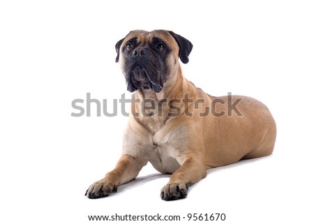 bull mastiff dog isolated on a white background Royalty-Free Stock Photo #9561670