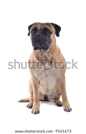 bull mastiff dog isolated on a white background Royalty-Free Stock Photo #9561673