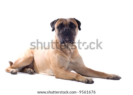 bull mastiff dog isolated on a white background Royalty-Free Stock Photo #9561676