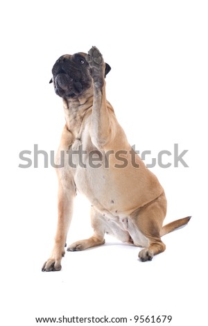 bull mastiff dog isolated on a white background Royalty-Free Stock Photo #9561679