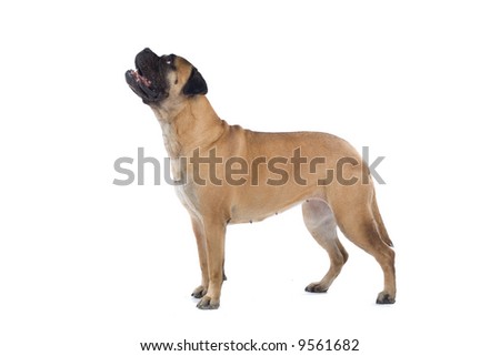 bull mastiff dog isolated on a white background Royalty-Free Stock Photo #9561682