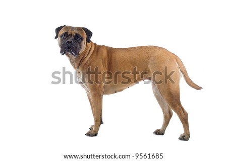 bull mastiff dog isolated on a white background Royalty-Free Stock Photo #9561685