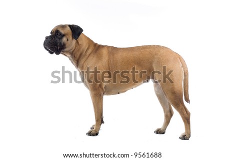 bull mastiff dog isolated on a white background Royalty-Free Stock Photo #9561688