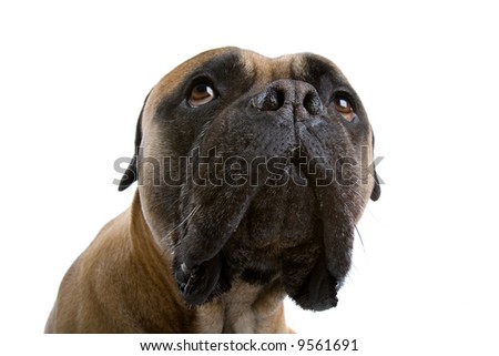 bull mastiff dog isolated on a white background Royalty-Free Stock Photo #9561691