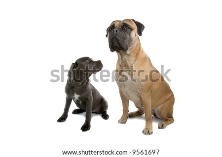 cane-corso puppy and a bull mastiff dogs isolated on a white background Royalty-Free Stock Photo #9561697