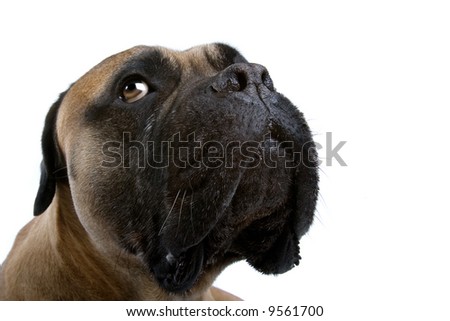 bull mastiff dog isolated on a white background Royalty-Free Stock Photo #9561700
