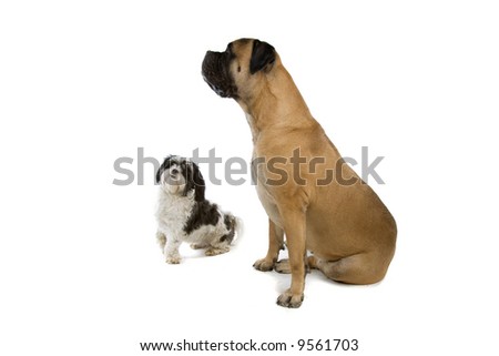 shih-tzu and a ball mastif isolated on a white background Royalty-Free Stock Photo #9561703