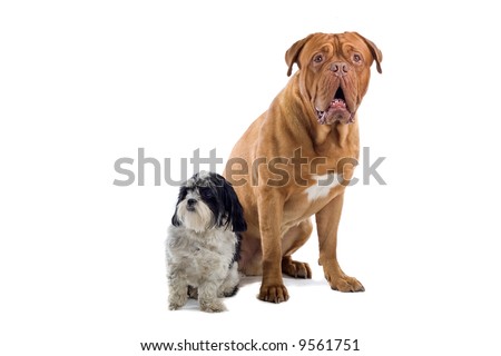 shih zu and a french mastiff isolated on a white background Royalty-Free Stock Photo #9561751