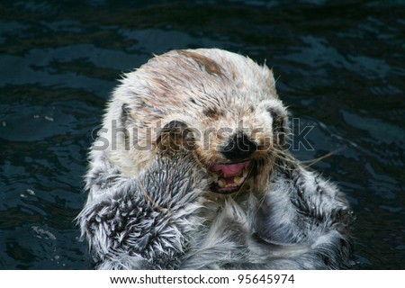 Smiling Otter