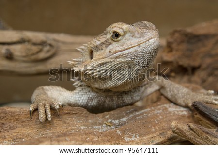 Closeup of a head of central bearded dragon