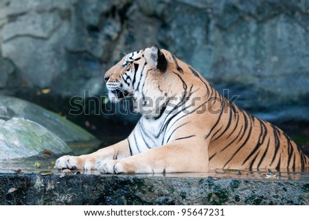 Tiger in Kaokeaw Zoo Thailand