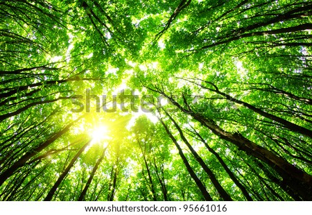 green forest background in a sunny day Royalty-Free Stock Photo #95661016