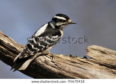 A female Downy Woodpecker perch  on a tree limb.