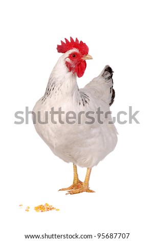 White hen isolated, studio shot. Royalty-Free Stock Photo #95687707
