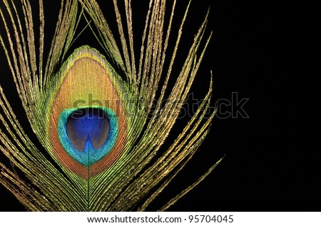 Close up of a peacock feather on black background
