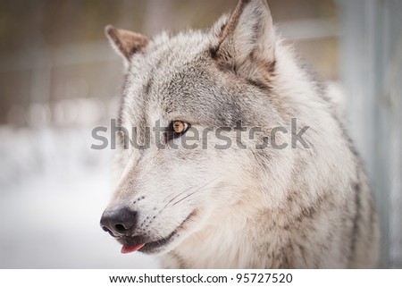 adult male wolf with yellow eyes, portrait picture