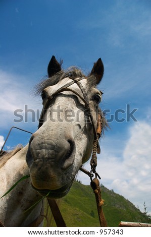 Horse portrait, Altay