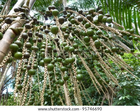 The açaí palm (Euterpe oleracea) is a species of palm tree in the genus Euterpe cultivated for their fruit and superior hearts of palm. Amazon rainforest, Brazil. Royalty-Free Stock Photo #95746690