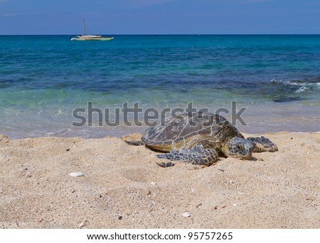 Green Sea Turtle on the beach with the tropical ocean in the background