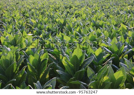 tobacco field. north of Thailand
