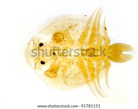 Common fish louse -  Argulus foliaceus
