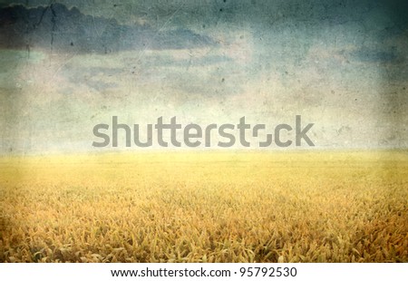 Vintage view of a wheat field