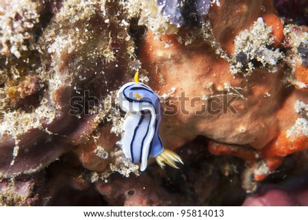 Sea Slug _ Chromodoris boucheti
