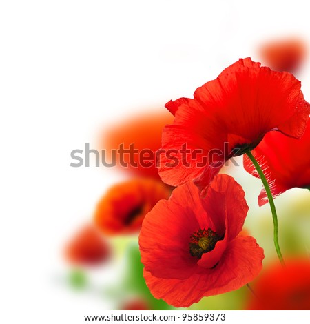 poppies white background, green and red floral design, frame