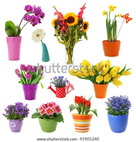 Flower collection isolated on white background Royalty-Free Stock Photo #95905240