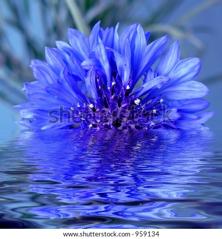 The flower blue cornflower reflected in water Royalty-Free Stock Photo #959134