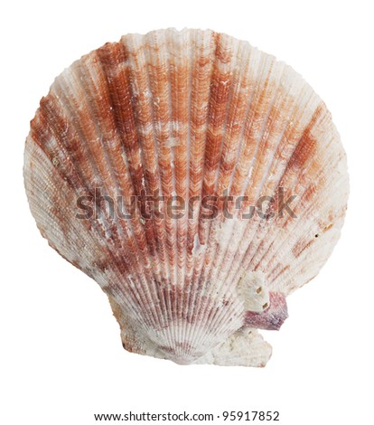Petrified half the ocean seashells on a white background