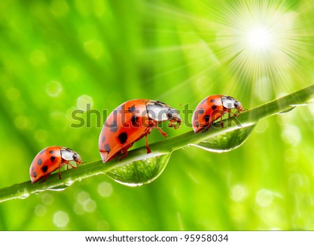 Funny picture of the ladybugs family running on a dewy grass.