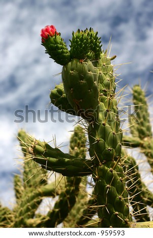 closeup picture of a flower in  Corsica   Bay of Calvi    cactus  close up