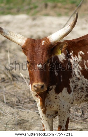 A longhorn cow on a California ranch