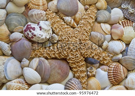 Background picture - lots of shells with starfish