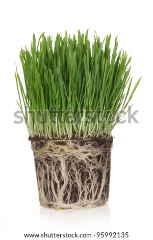 Green grass with clay over white