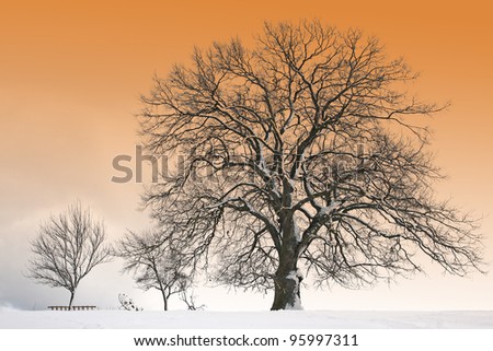 Winter magic at the old oak