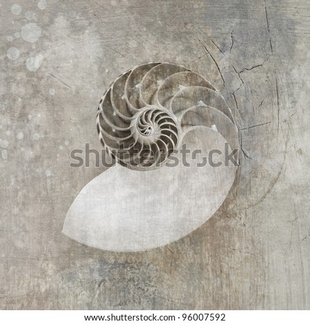 Seashell photograph, sepia toned with artistic textures.