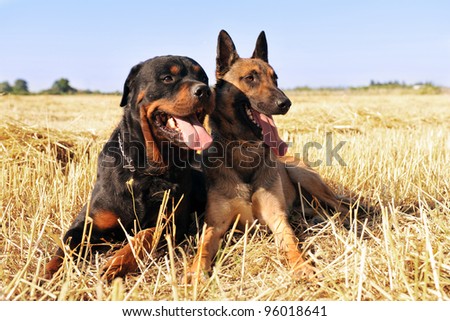 picture of a purebred belgian sheepdog malinois and rottweiler
