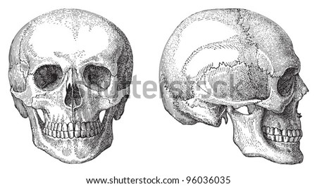 Human skull / vintage illustration from Meyers Konversations-Lexikon 1897