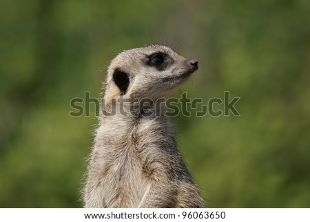 Close-up image of a Meerkat - Suricata suricatta