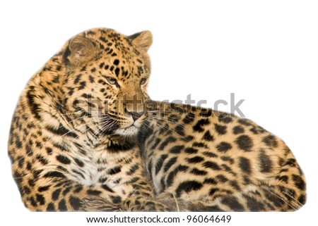 Beautiful leopard cub closeup - isolated on white background