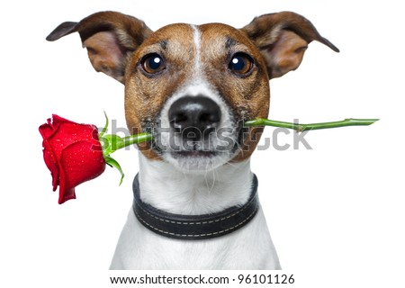 dog with a red rose Royalty-Free Stock Photo #96101126