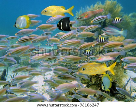 Tropical reef fish school, mostly striped parrotfish, underwater in the Caribbean sea