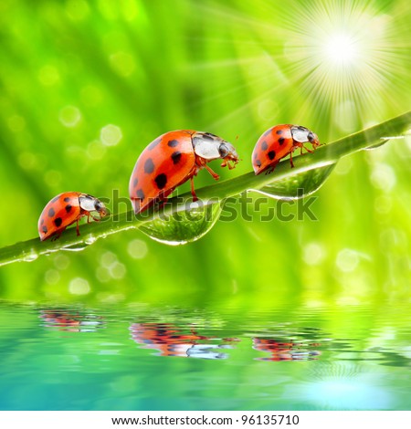 Funny picture of the ladybugs family running on a grass bridge over a spring flood.